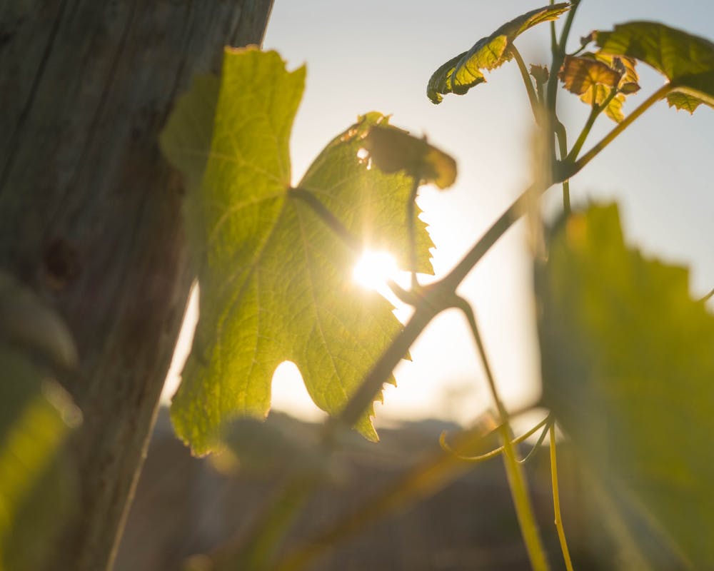 pexels-photo-8849379